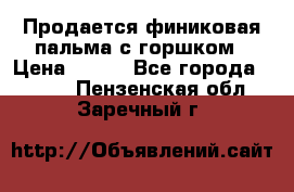 Продается финиковая пальма с горшком › Цена ­ 600 - Все города  »    . Пензенская обл.,Заречный г.